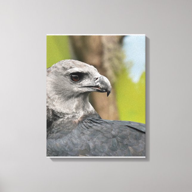 Toile Regal Harpy Eagle (Recto)