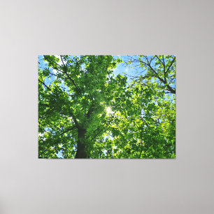 Toile Regardant vers les feuilles vertes et le ciel bleu