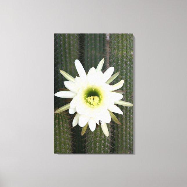 Toile Reine de la Fleur de Cactus de Nuit, Région du Kar (Recto)
