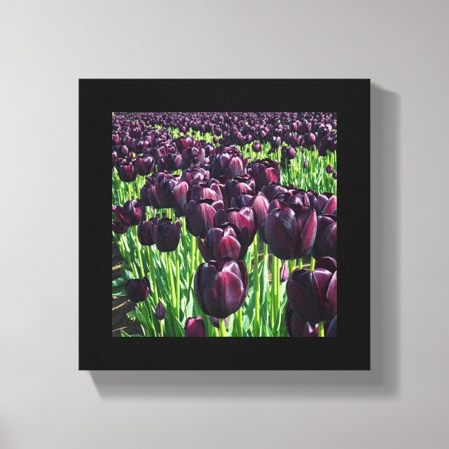 Toile Reine des Tulips (Recto)