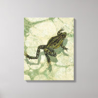 Remonter le crapaud dans l'eau