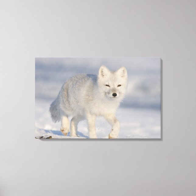 Toile Renard arctique, Alaska (Recto)
