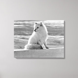 Toile Renard arctique Vintage USA Alaska