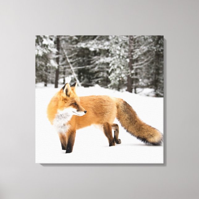 Toile Renard rouge en neige blanche (Recto)