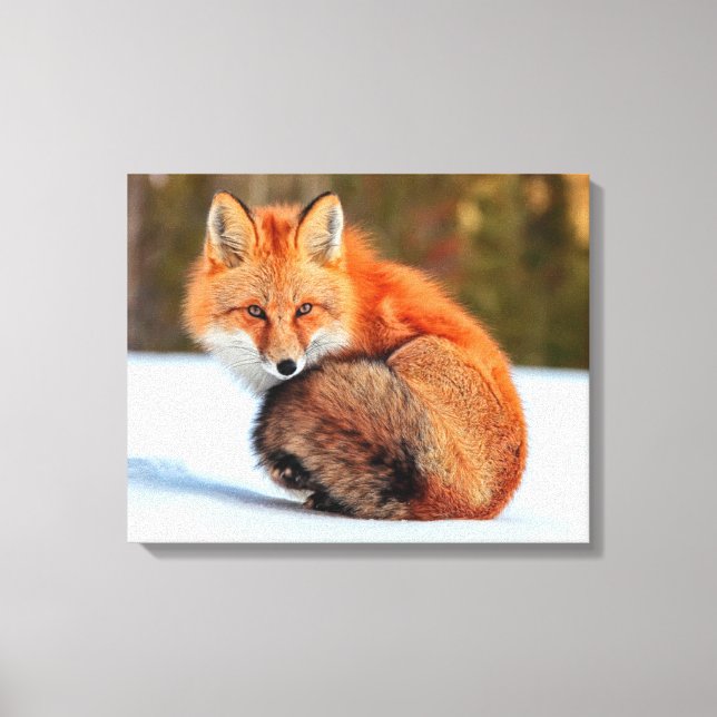 Toile Renard roux dans la neige | Yukon (Recto)