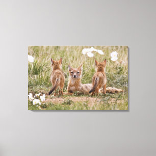 Toile Renard swift (Vulpes velox) femelle avec des jeune