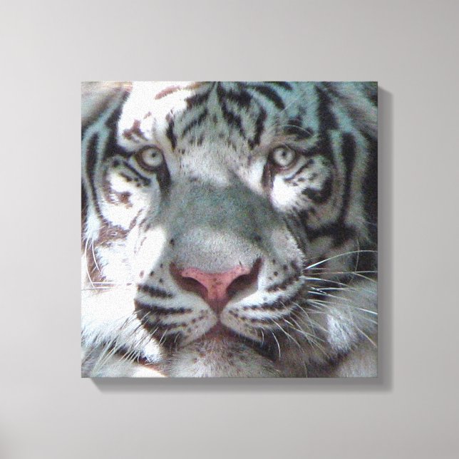 Toile Rencontre avec le tigre blanc (Recto)
