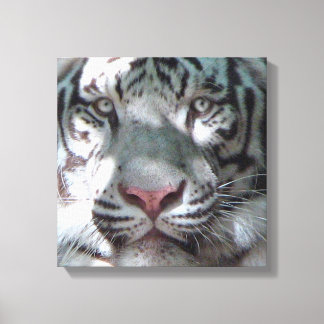 Toile Rencontre du tigre blanc