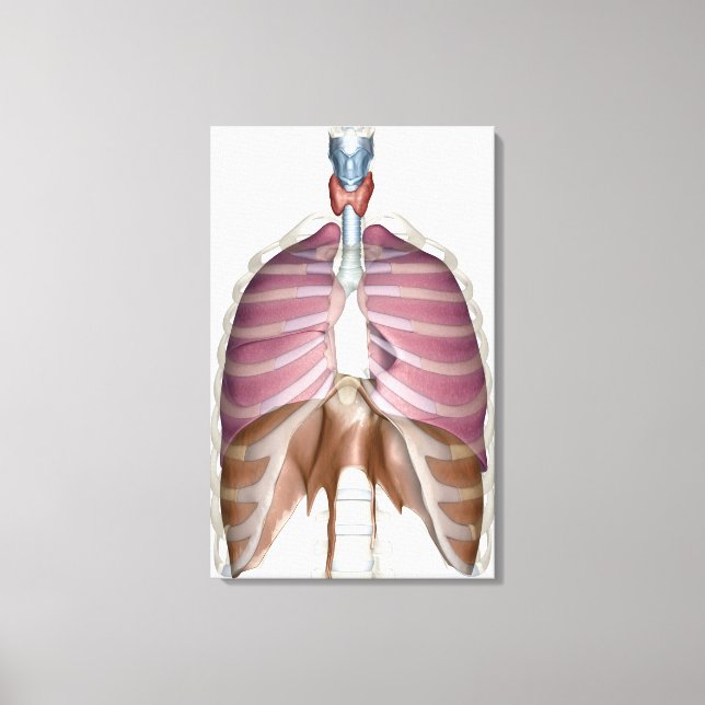 Toile rendu 3d du système respiratoire (Recto)