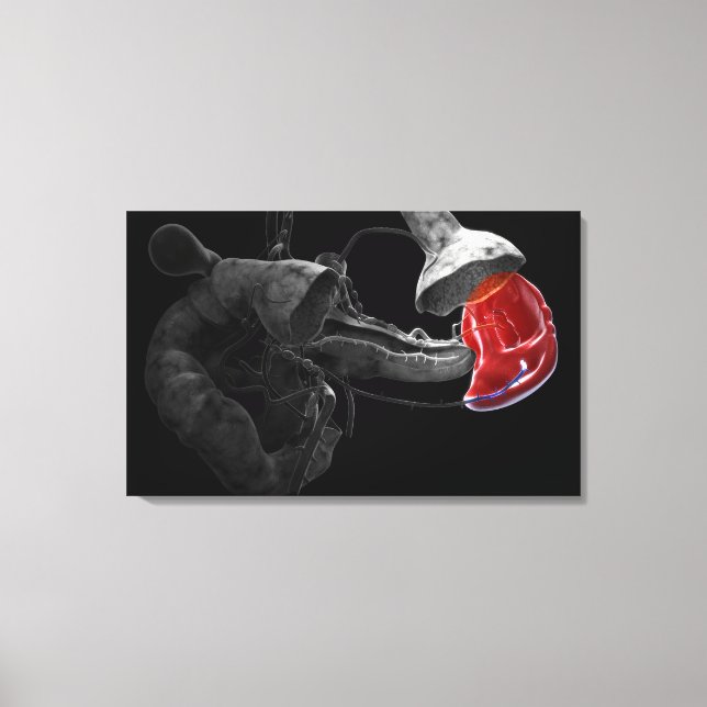 Toile Rendu artistique 3d de la rate (Recto)