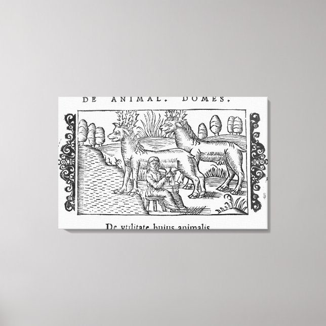 Toile Rennes à lait (Recto)