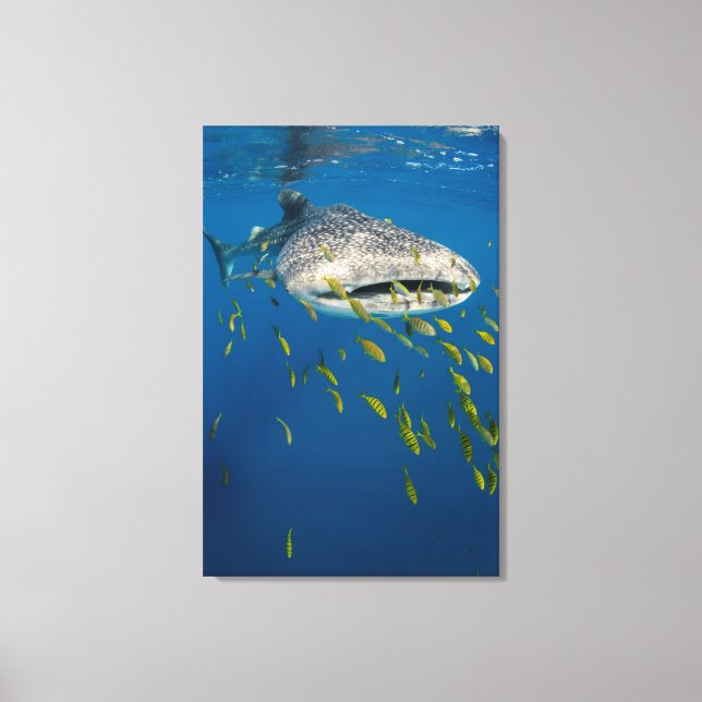 Toile Requin baleine avec des poissons, Indonésie (Recto)