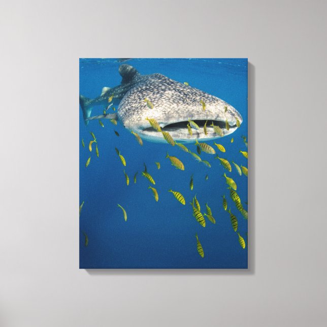 Toile Requin baleine avec des poissons, Indonésie (Recto)