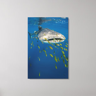 Toile Requin baleine avec des poissons, Indonésie