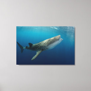 Toile Requin Baleine Nageant