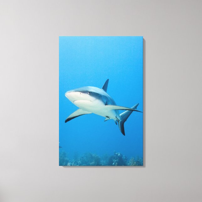 Toile Requin des Caraïbes (Carcharhinus perezi) (Recto)