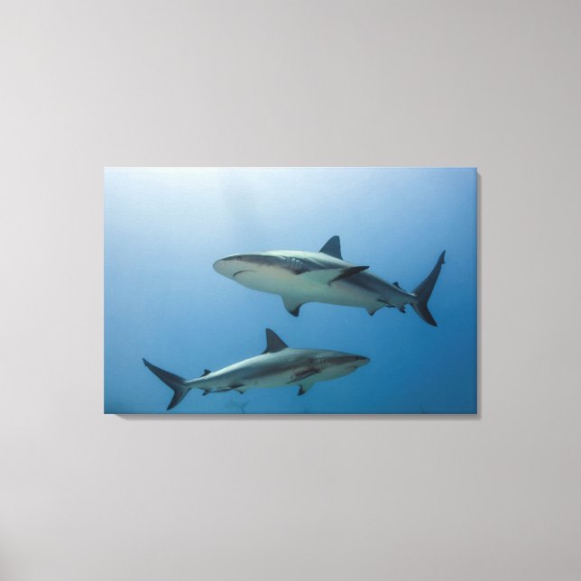 Toile Requin des récifs des Caraïbes (Recto)