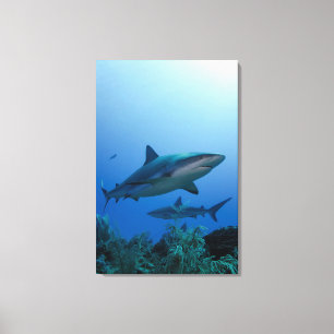 Toile Requin des récifs des Caraïbes Jardines de la Rein