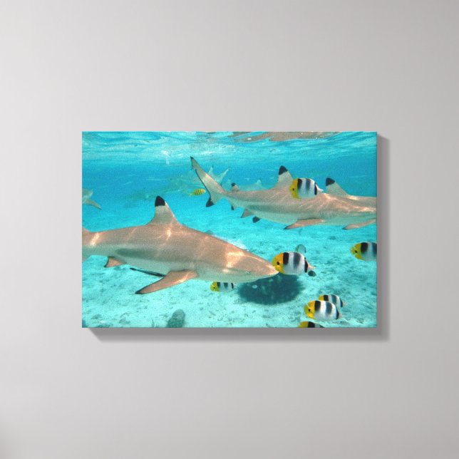 Toile Requins dans la lagune Bora Bora (Recto)