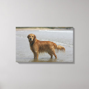 Toile Retreiver d'or en mer