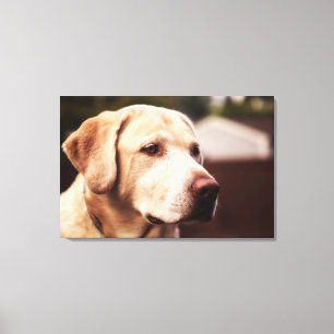 Toile Retriever du Labrador