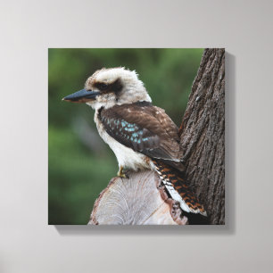 Toile Rire Kookaburra Australie Bird