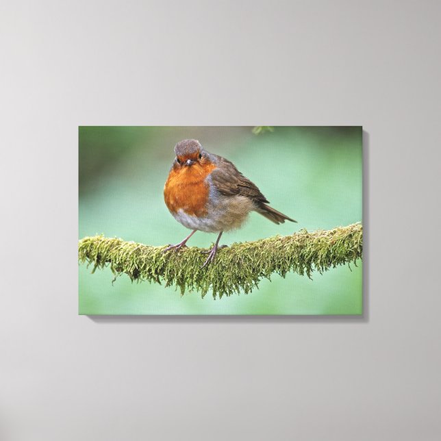 Toile Robin (Recto)