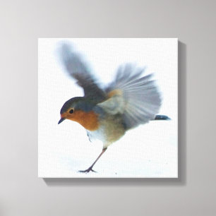 Toile Robin en vol