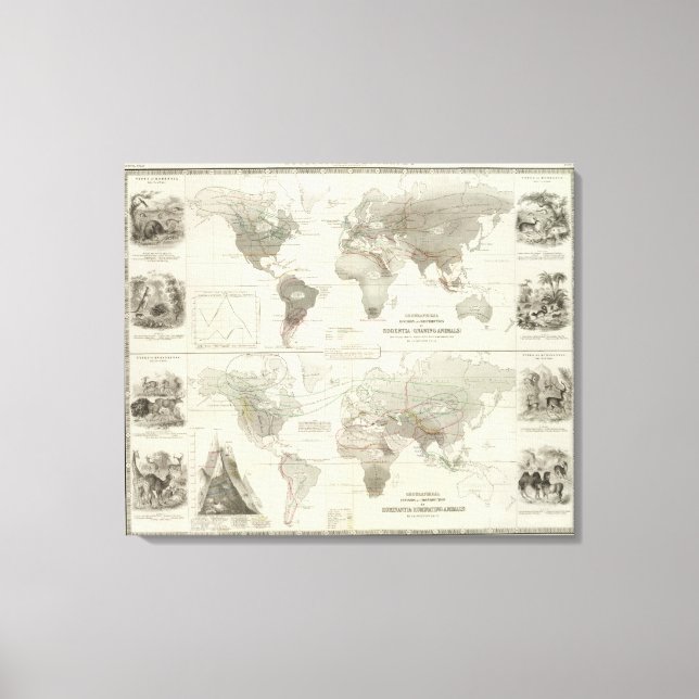 Toile Rodentia, Ruminantia (Recto)