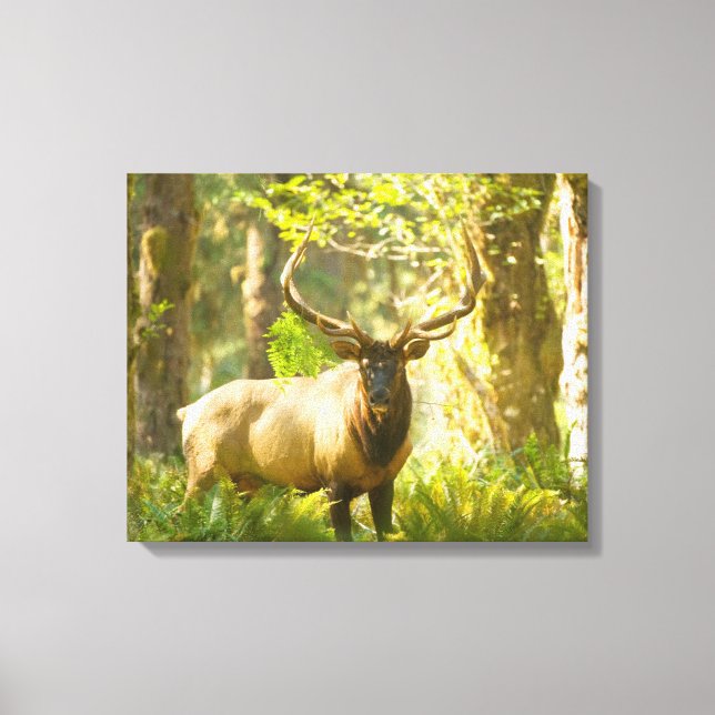 Toile Roosevelt Elk | Parc National Olympique, Washingto (Recto)