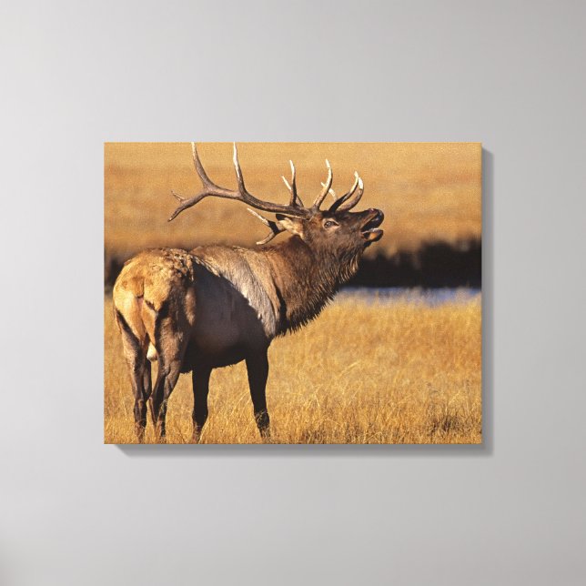 Toile Roosevelt Eull Elk Wyoming (Recto)