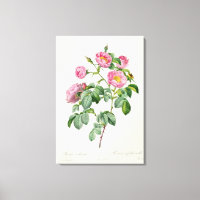 Rosa Mollissima, de 'Les Roses