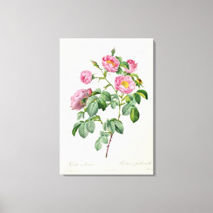 Toile Rosa Mollissima, des 'roses de Les