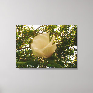 Toile Rose blanche