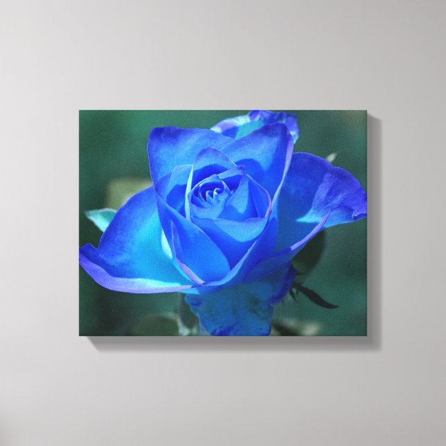Toile Rose bleu deux tons (Recto)