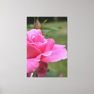 Toile Rose de jardin rose Fuschia