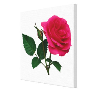 Toile Rose et bourgeon de rose