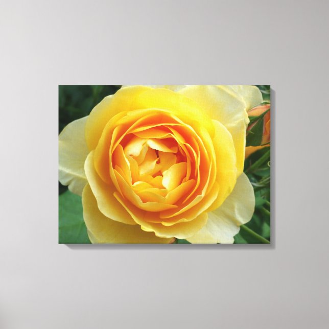 Toile rose et rosebud (Recto)