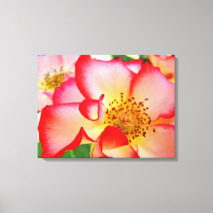 Toile Rose Floral Garden Canvas Photographies