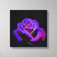 Rose pourpre avec gouttes d'eau sur Arrière - plan