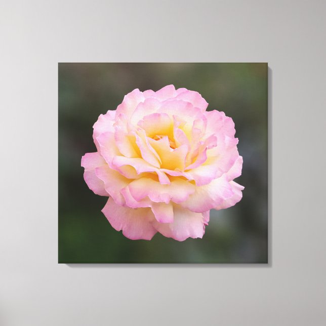 Toile rose rose (Recto)