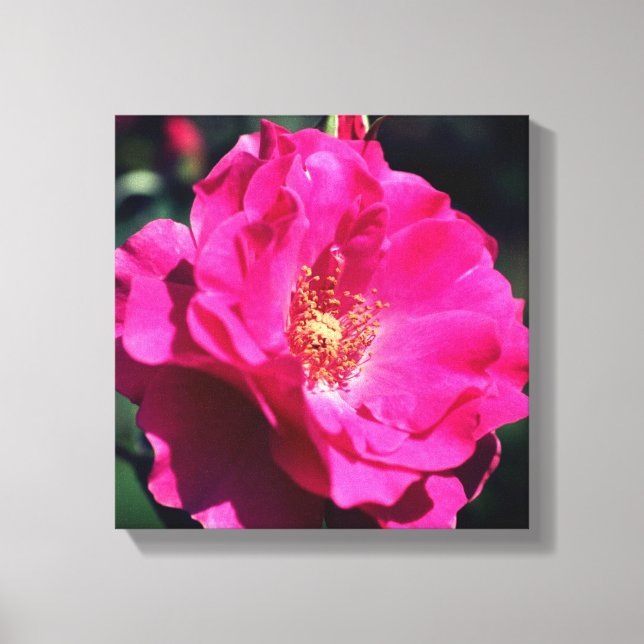 Toile Rose rose en pleine floraison Gros plan (Recto)