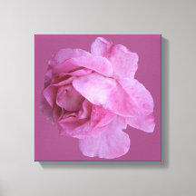 Rose rose romantique moderne boho chic fantaisie