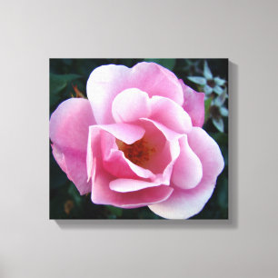 Toile Rose rose rose