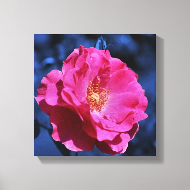 Toile Rose rose Sur Fleur Tint Bleu (Recto)