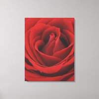 Rose rouge florissante
