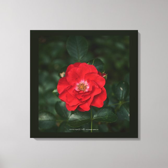 Toile Rose rouge P6568 (Recto)