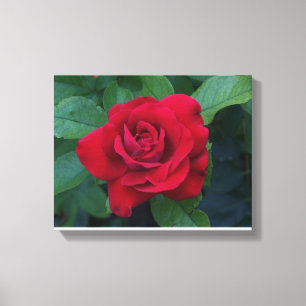 Toile Rose rouge proche