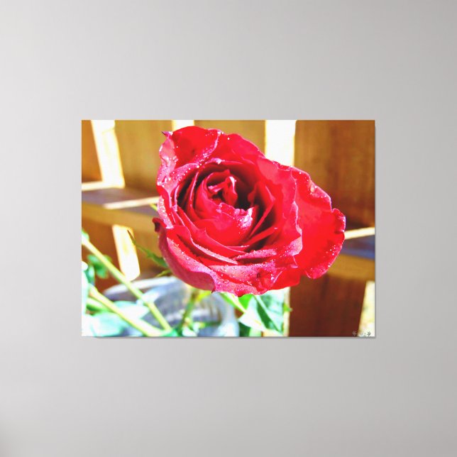 Toile Rose rouge vibrante au soleil (Recto)