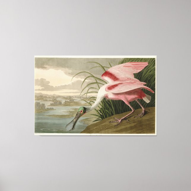 Toile Roseate Spoonbill from Audubon's Birds of America (Recto)